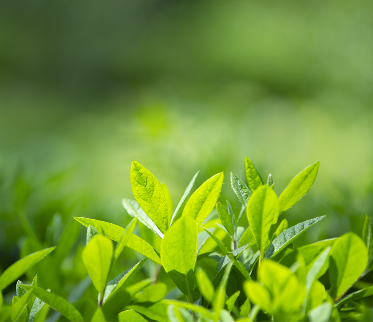 기미 원인 이미지