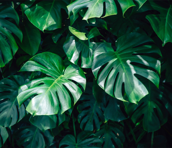 안면윤곽술 주의사항