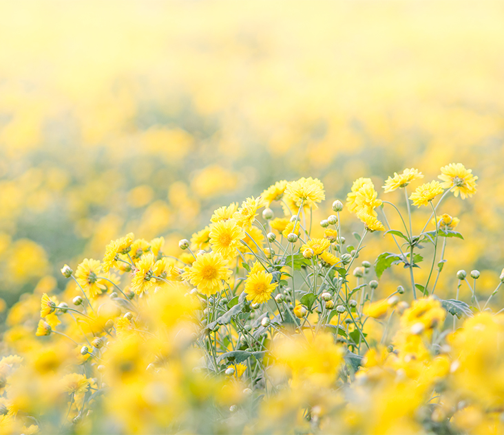 필러주의사항 이미지