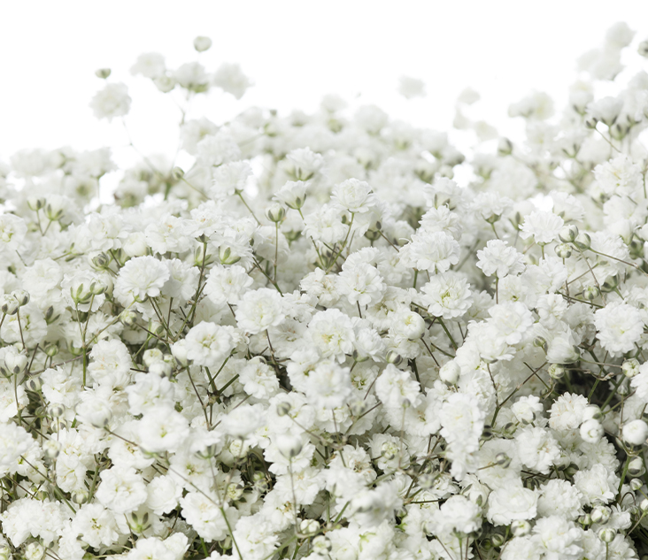 스컬트라 추천대상