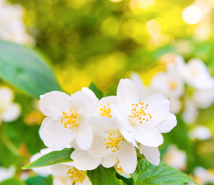 스컬트라 이미지